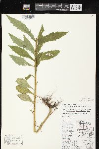 Erechtites hieraciifolius var. hieraciifolius image