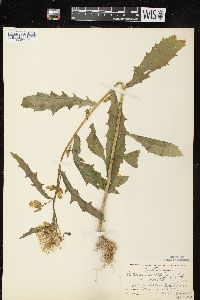 Erechtites hieraciifolius var. hieraciifolius image