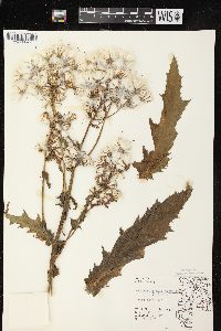 Erechtites hieraciifolius var. hieraciifolius image