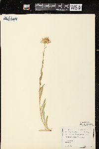 Erigeron glabellus image