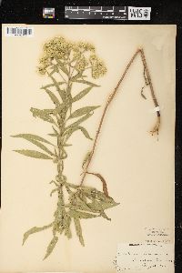 Eupatorium altissimum image