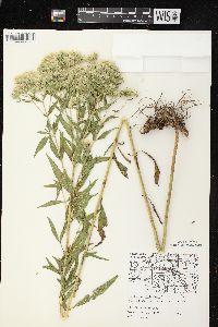 Eupatorium altissimum image