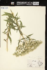 Eupatorium altissimum image