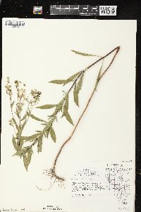 Eupatorium altissimum image