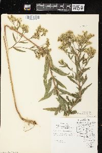 Eupatorium altissimum image