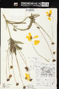 Coreopsis lanceolata image