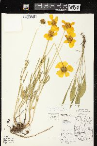 Coreopsis lanceolata image