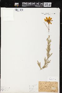 Coreopsis palmata image