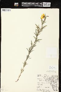 Coreopsis palmata image