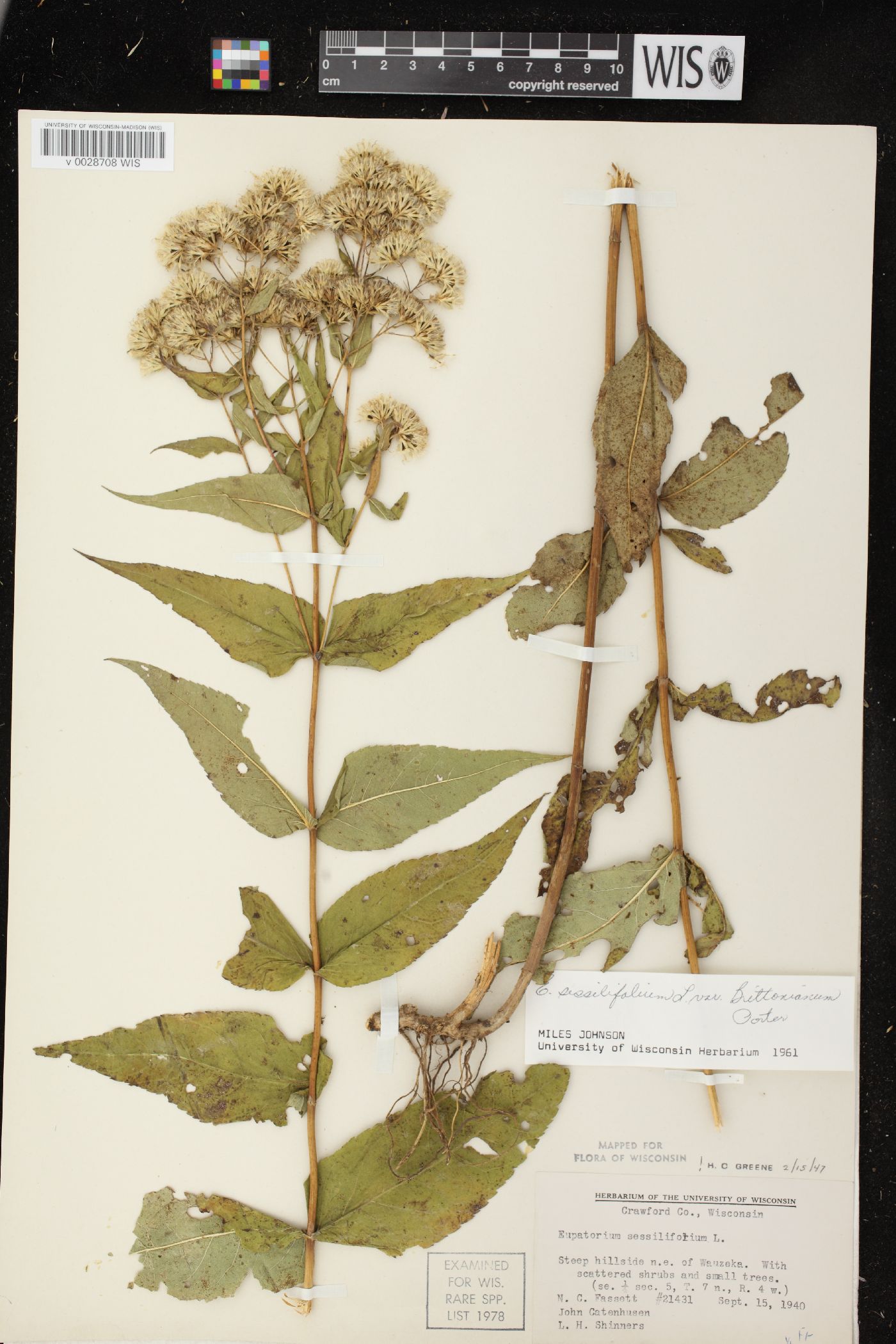 Eupatorium sessilifolium var. brittonianum image