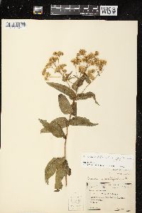 Eupatorium sessilifolium image