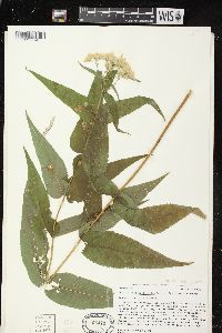 Eupatorium sessilifolium image