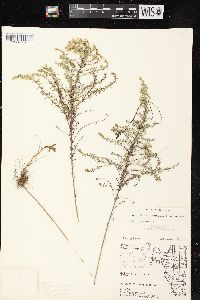 Symphyotrichum ericoides image