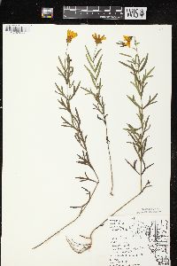 Coreopsis palmata image