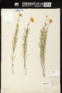 Coreopsis palmata image