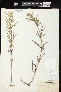 Coreopsis palmata image