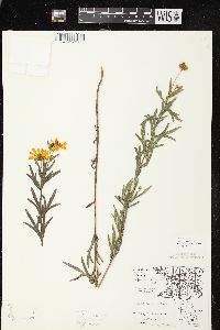 Coreopsis palmata image