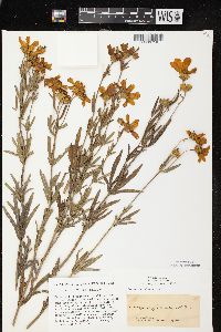 Coreopsis palmata image