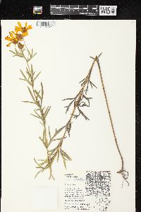 Coreopsis palmata image