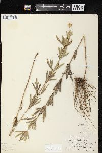 Coreopsis palmata image