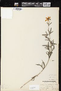 Coreopsis palmata image