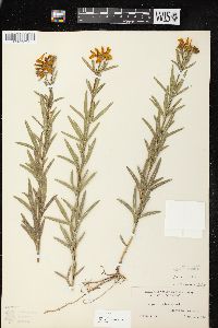 Coreopsis palmata image