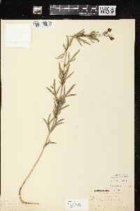 Coreopsis palmata image