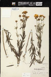 Coreopsis palmata image