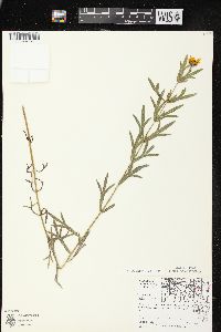 Coreopsis palmata image