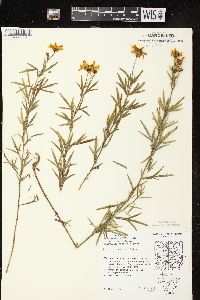 Coreopsis palmata image