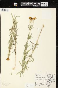 Coreopsis palmata image