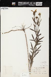 Coreopsis palmata image