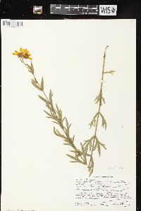 Coreopsis palmata image