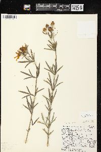 Coreopsis palmata image