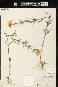 Coreopsis palmata image