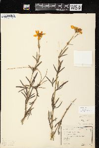 Coreopsis palmata image