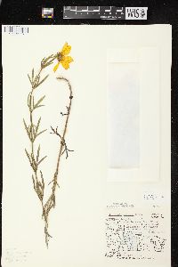 Coreopsis palmata image