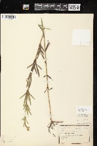 Coreopsis palmata image