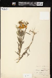 Coreopsis palmata image