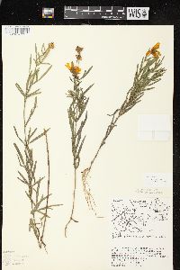 Coreopsis palmata image