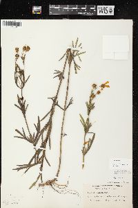 Coreopsis palmata image