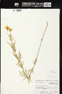 Coreopsis palmata image