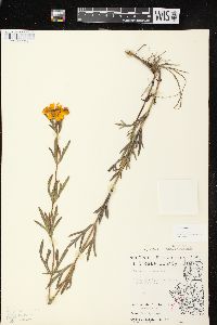 Coreopsis palmata image