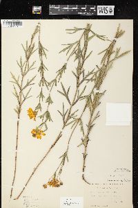 Coreopsis palmata image