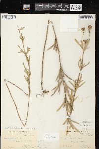 Coreopsis palmata image