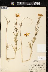 Coreopsis palmata image