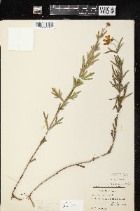 Coreopsis palmata image