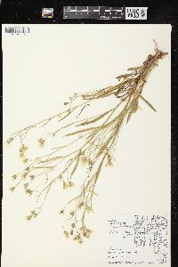 Crepis tectorum image