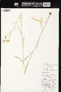 Crepis tectorum image