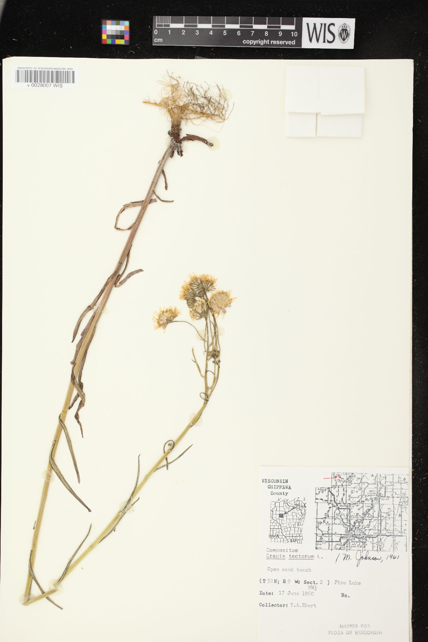 Crepis tectorum image